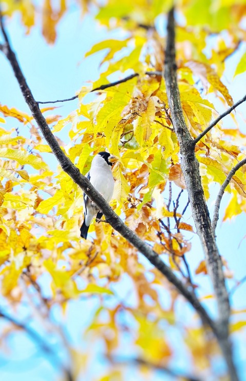 ⑩紅葉が進む公園に渡ってきたイカルさん