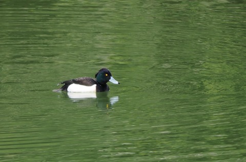 ③お別れが近い公園のキンクリハジロ♂