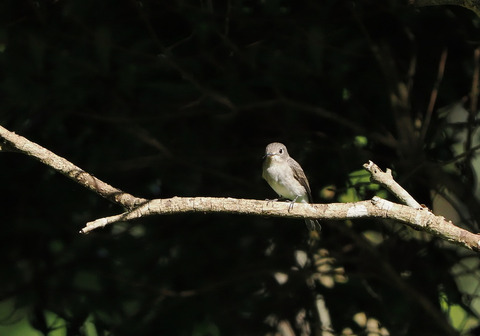 ⑪公園で出会ったコサメビタキ