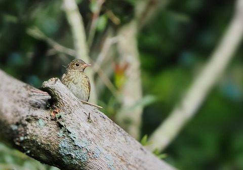 ⑤山寺で出会ったキビタキ幼鳥