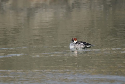 ②お別れが近い公園のミコアイサ♂