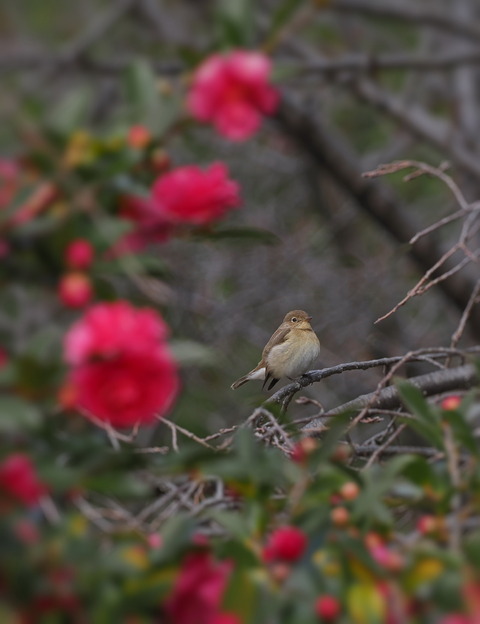 ⑫山茶花とニシオジロビタキ3