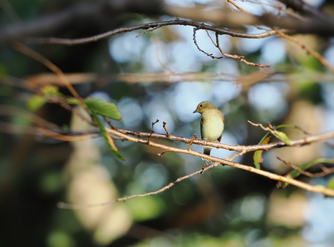 ⑨公園で出会ったキビタキ♀