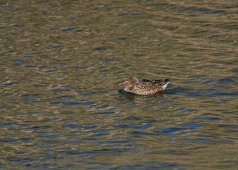 ⑭ハシビロガモ♀