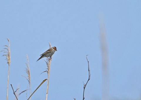②舳倉島で出会ったコホウアカさん