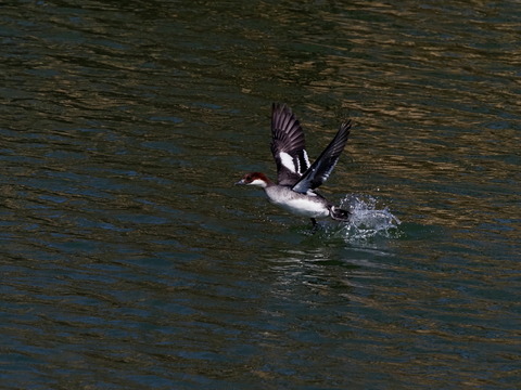 ⑥羽ばたく蜻蛉池公園のミコアイサ♀