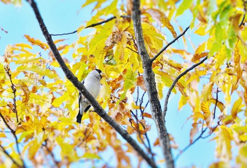 ②紅葉が進む公園に渡ってきたイカルさん