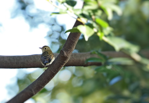 ③キビタキ♀