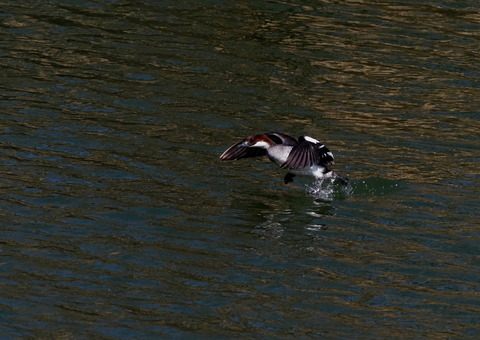 ⑤羽ばたく蜻蛉池公園のミコアイサ♀