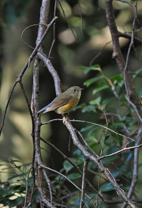 ⑥山寺で出会ったルリビタキ♀