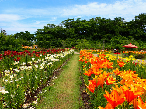 ①ユリロードの開花状況