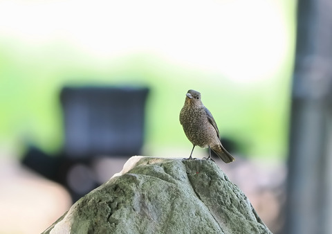 ⑩公園で出会ったイソヒヨドリ♀さん
