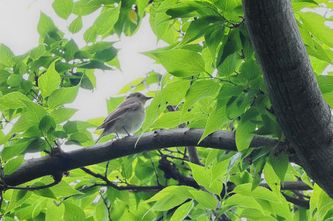 ③公園で出会ったキビタキ♀