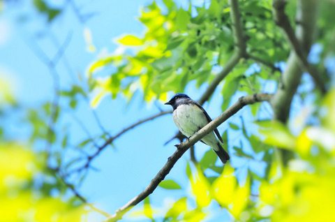 ④公園で出会ったオオルリ♂さん