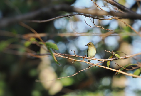 ⑧公園で出会ったキビタキ♀