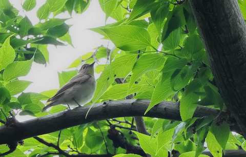 ②公園で出会ったキビタキ♀