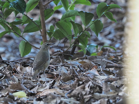 ⑧ノゴマ♀