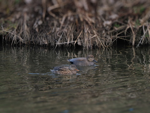 ⑧公園のお池で出会ったオカヨシガモ♂♀さん