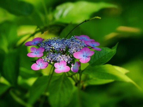 大虹