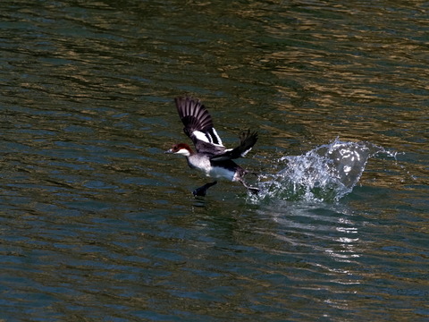 ⑨羽ばたく蜻蛉池公園のミコアイサ♀