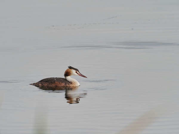 ①カンムリカイツブリ成鳥