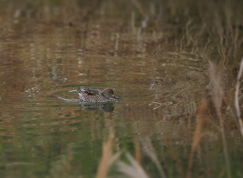 ⑦公園のお池で出会ったコガモ♀さん