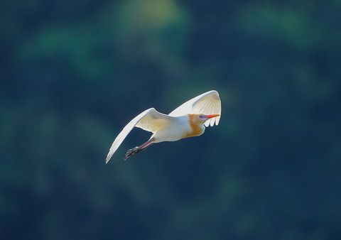 ⑫羽ばたくアマサギさん