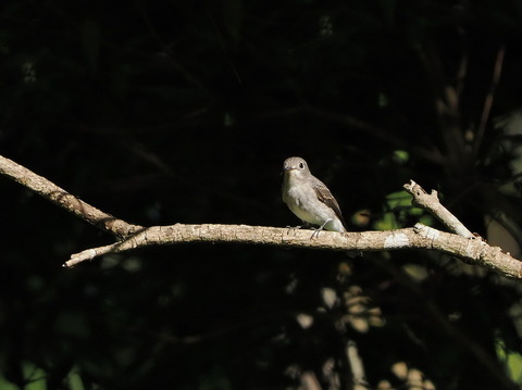 ⑫公園で出会ったコサメビタキ