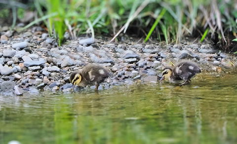 ⑥またまた河原でカルガモの雛鳥に出会いました