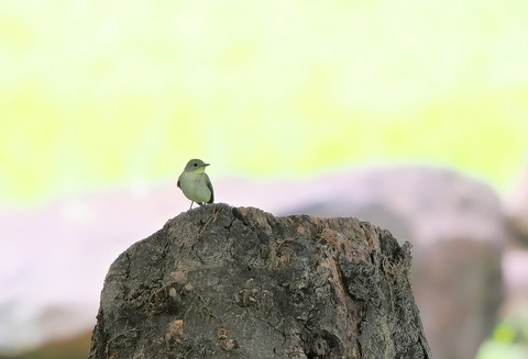 ⑥公園で出会ったキビタキ♀さん