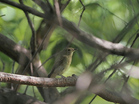 ②枝被りキビタキ♀