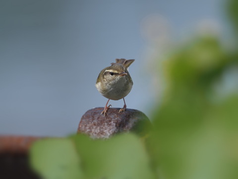 ②舳倉島で出会ったムシクイ（鳥名不明調査中）