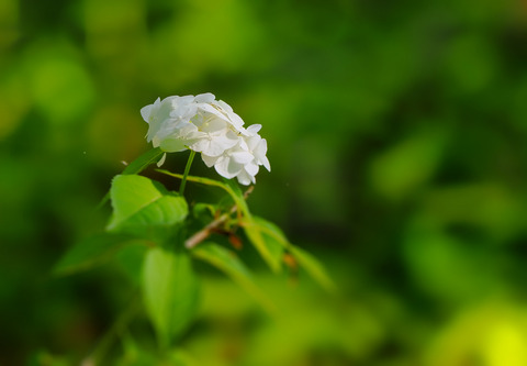 ⑮花笠