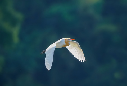 ⑪羽ばたくアマサギさん