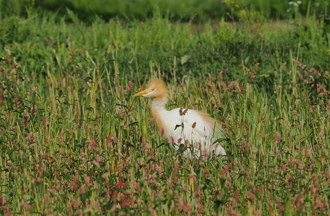 ①田園地帯に渡ってきたアマサギさん