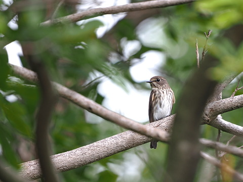 ①地元の公園で出会ったエゾビタキ