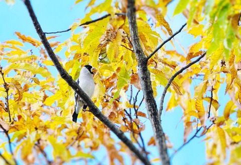 ①紅葉が進む公園に渡ってきたイカルさん