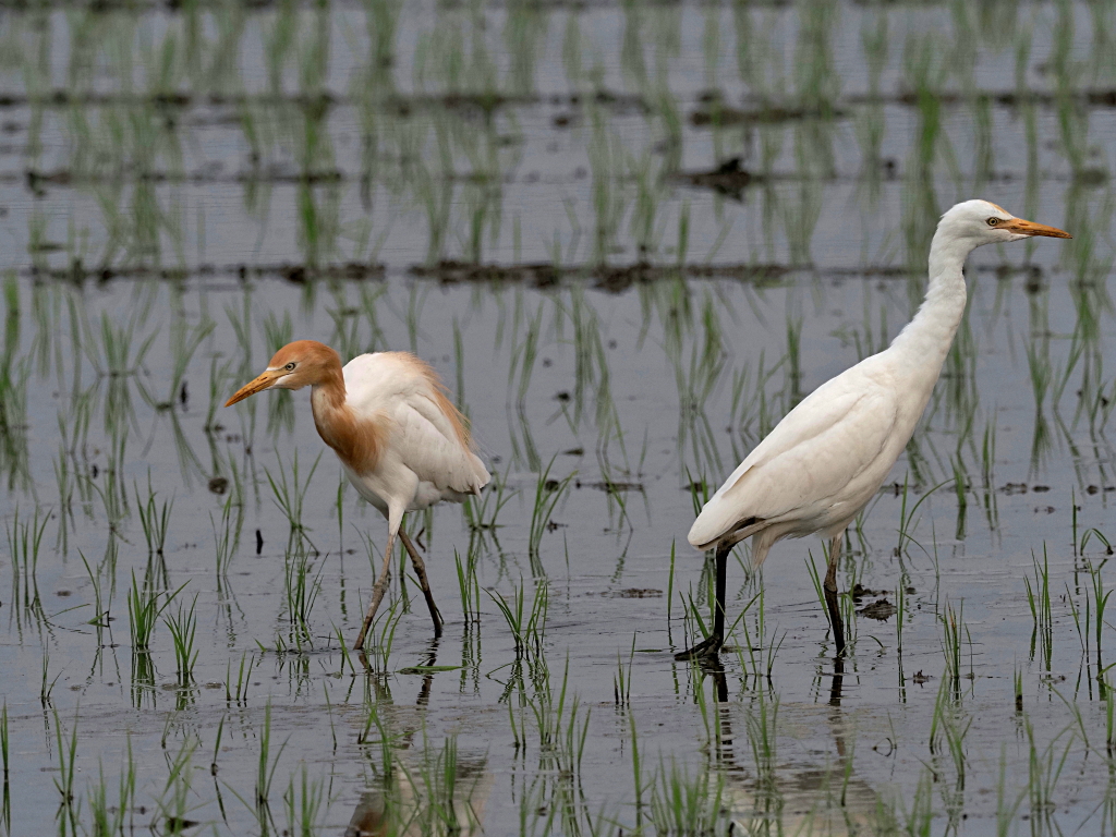 6月24日 木曜日 田植え後の水田にアマサギの群れが。。 : カメラ大好きおやじの野鳥と自然風景フォトアルバム