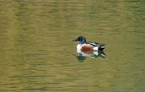 ④お別れが近い公園のハシビロガモ♂