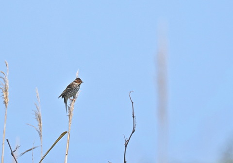 ①舳倉島で出会ったコホウアカさん