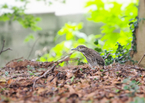 ③神社の境内で出会ったホシゴイ(ゴイサギ幼鳥)