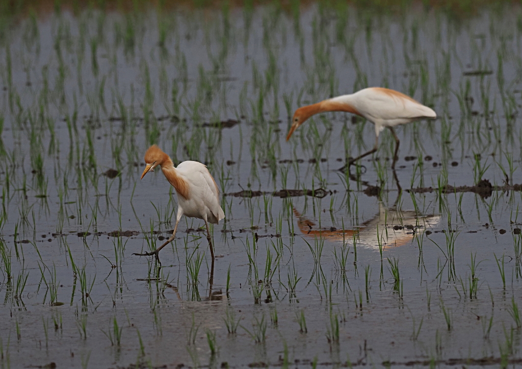6月24日 木曜日 田植え後の水田にアマサギの群れが。。 : カメラ大好きおやじの野鳥と自然風景フォトアルバム