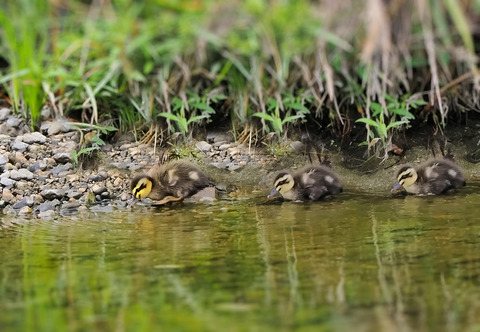 ③またまた河原でカルガモの雛鳥に出会いました