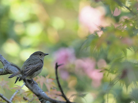 ⑧キビタキ♀