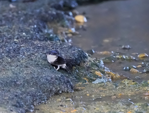⑥河原で子育て中のイワツバメ