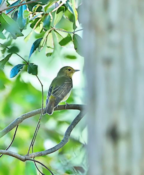 ⑦公園で出会ったキビタキ♀