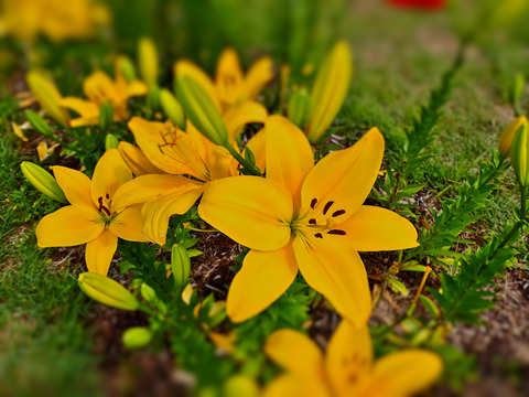 ⑩ユリロードの開花状況