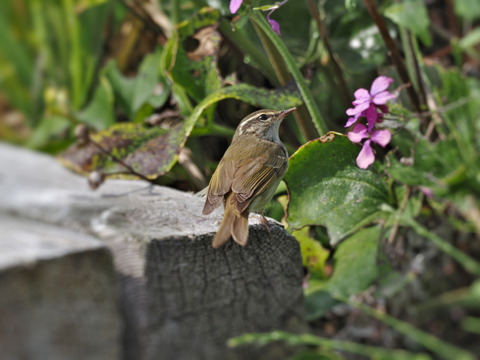 ⑤舳倉島で出会ったムシクイ（鳥名不明調査中）