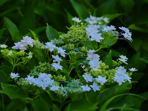 ②隅田の花火