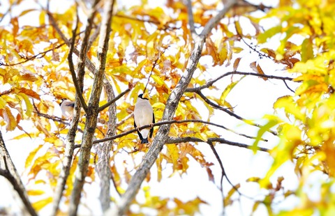 ⑦紅葉が進む公園に渡ってきたイカルさん